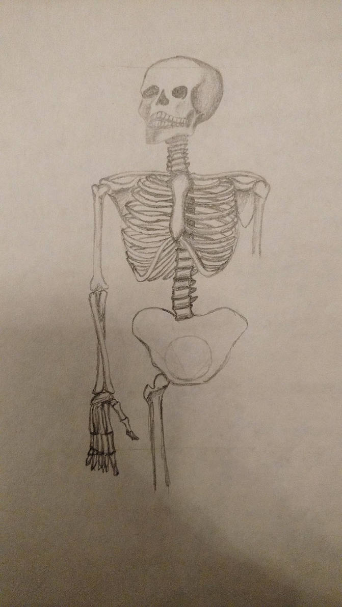 Skeleton by John-Gallows on DeviantArt