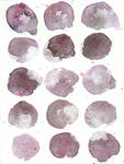 15 Moons, watercolor texture