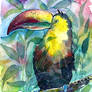 Watercolor TOUCAN painting (illustration) + video