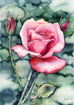 Watercolor ROSE (video-tutorial) by jane-beata