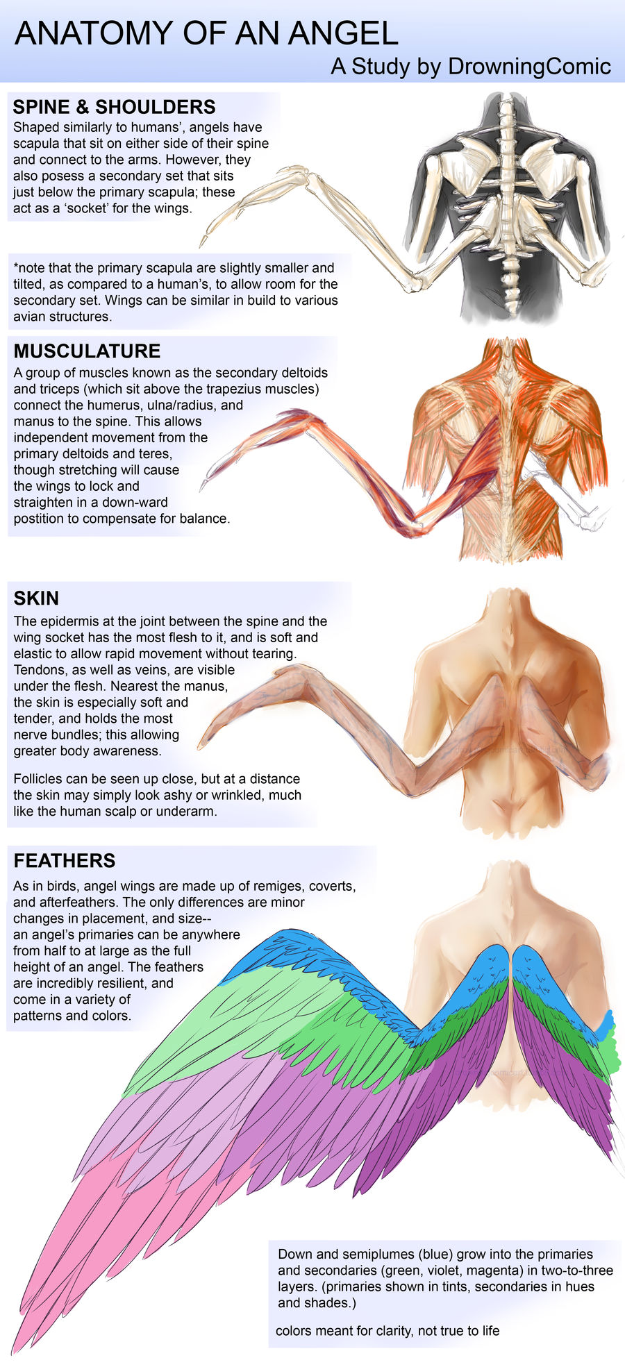 Anatomy Of An Angel by DCRoleplays on DeviantArt