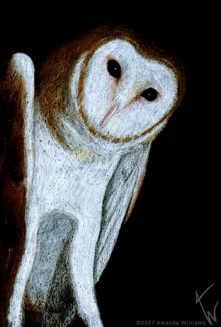 Barn Owl