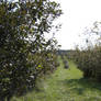 Apple Orchard III