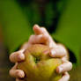 ewa's apple