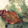 sick leaf