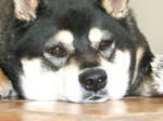 my baby Shiba by gymnastar1326kairi