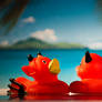 Rubber duck honeymoon