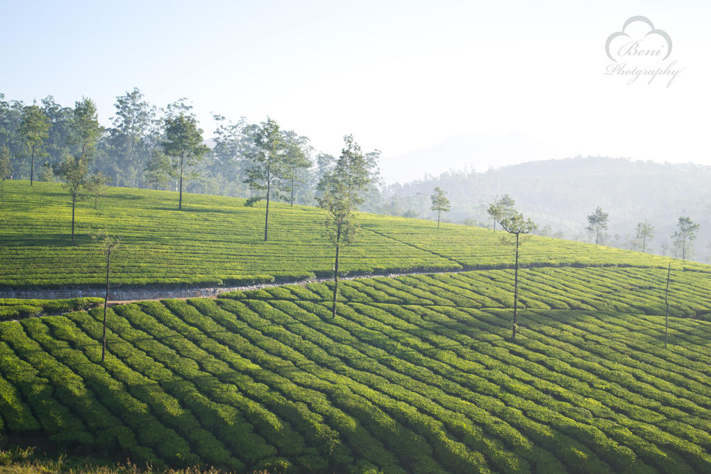 Tea garden