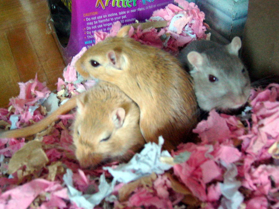 My gerbils