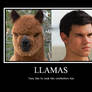 Funny llama poster