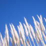 Blue sky friends