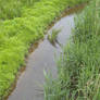 Lush Green Stream