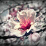 Cherry Blossom 2