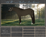 BTE WBS Yahoo Buckaroo by Beyond-The-Embers