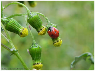 Ladybug