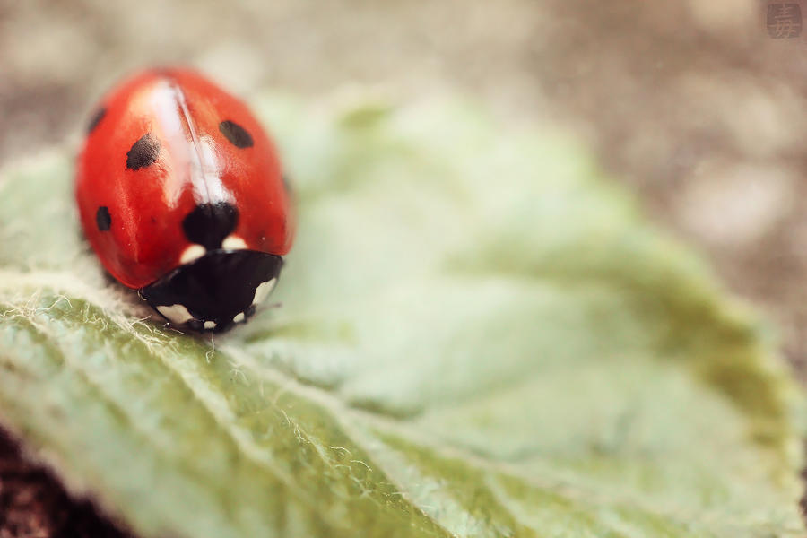 ladybug