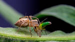 ~ Lynx Spider having a snack by Enticedphotos
