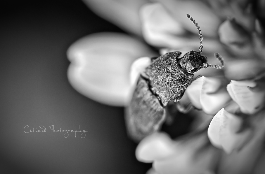 ~ Beetle