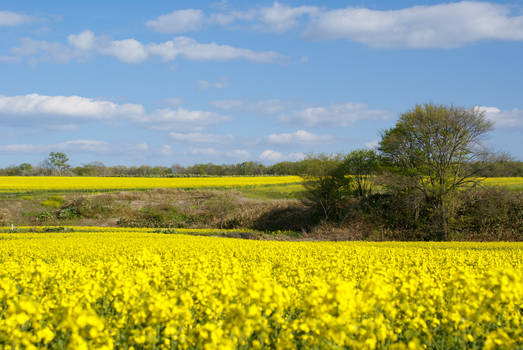 Rapeseed2