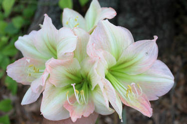 Amaryllis  Apple Blossom