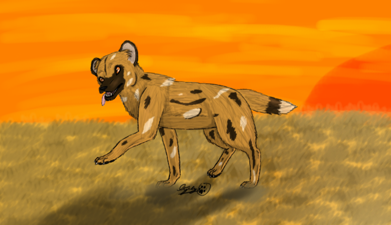 African Wild Dog