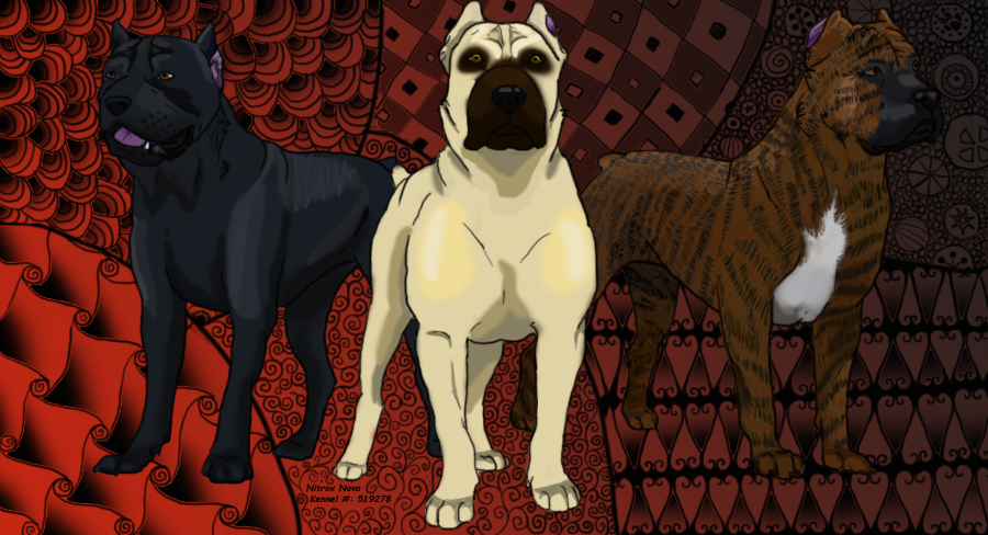 Cane Corso Banner by nitroxnova on DeviantArt