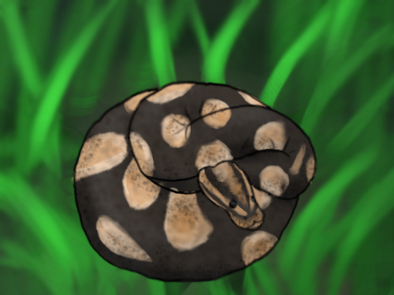 Ball Python Doodle by KingdomWielders on DeviantArt