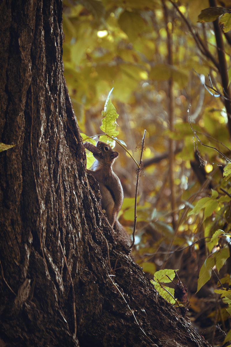 Skittish Squirrel.