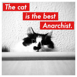 Anarchist Cat