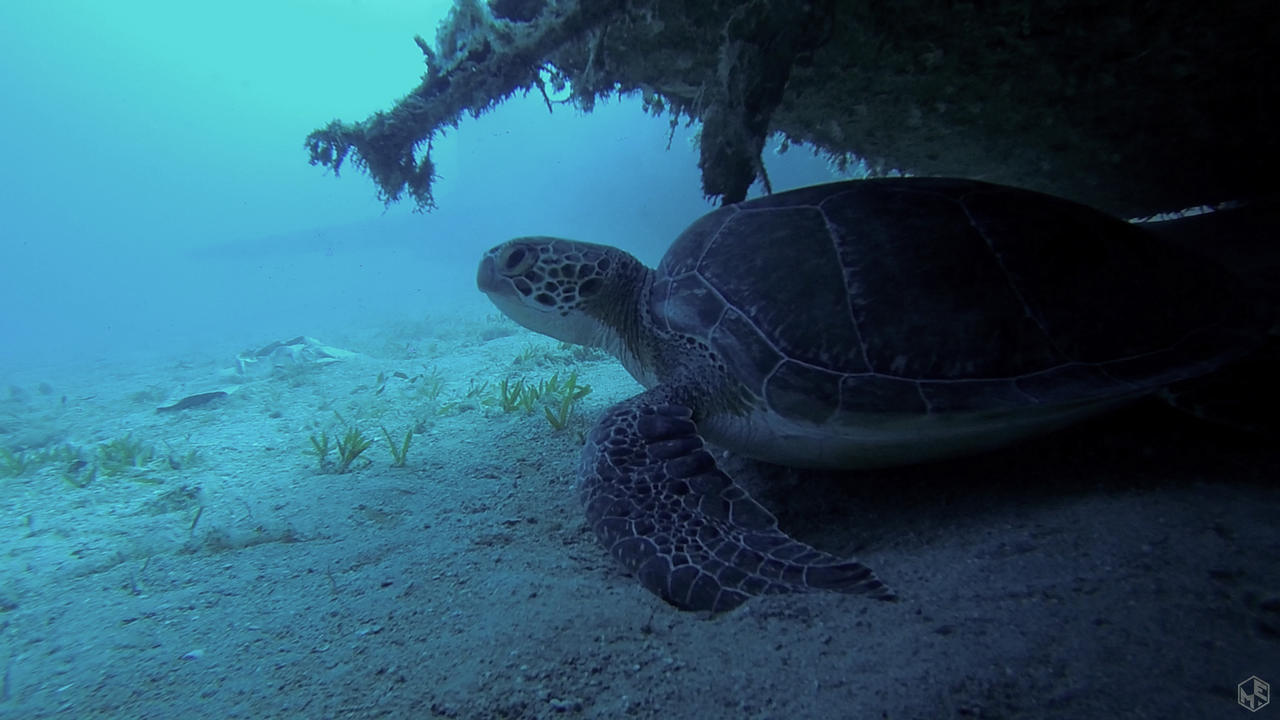 Underwater Turtle