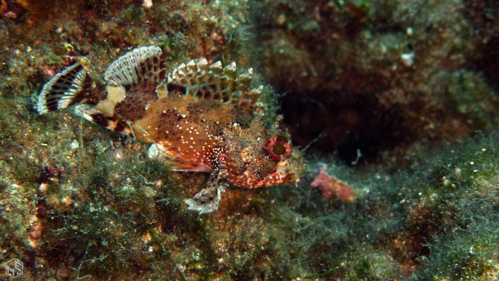 Scorpionfish