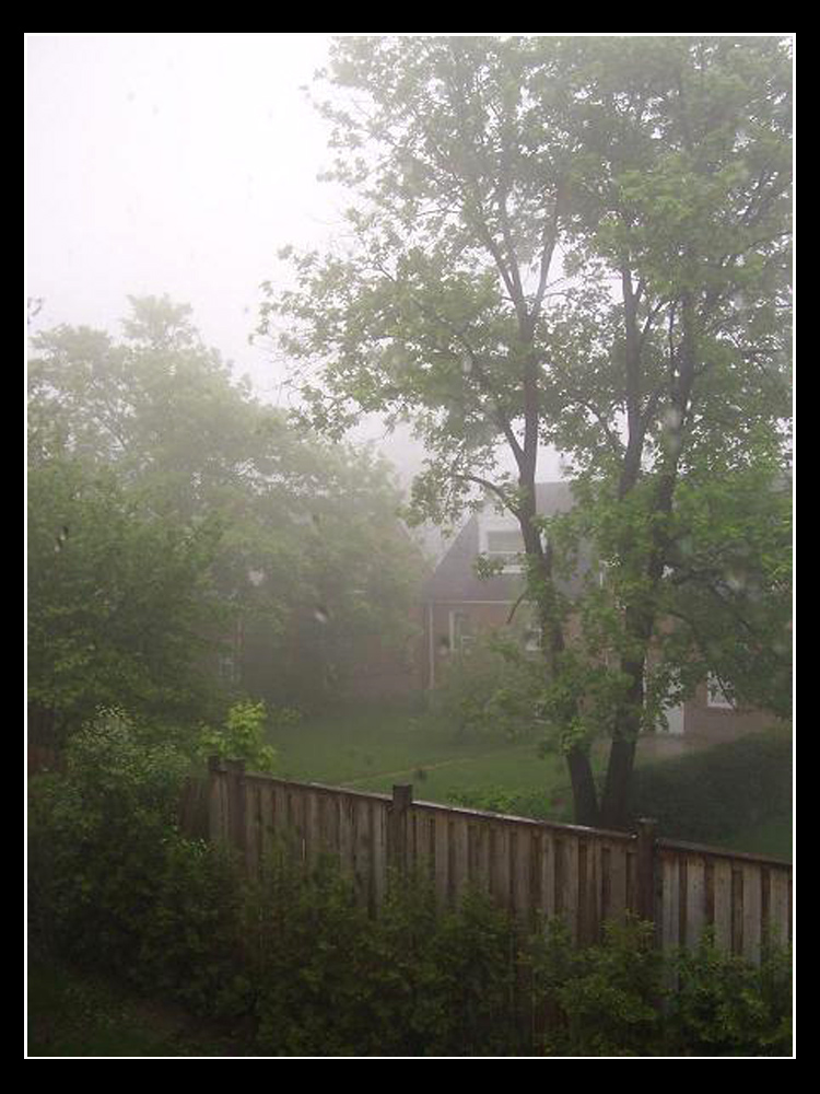 Fog in the Yard