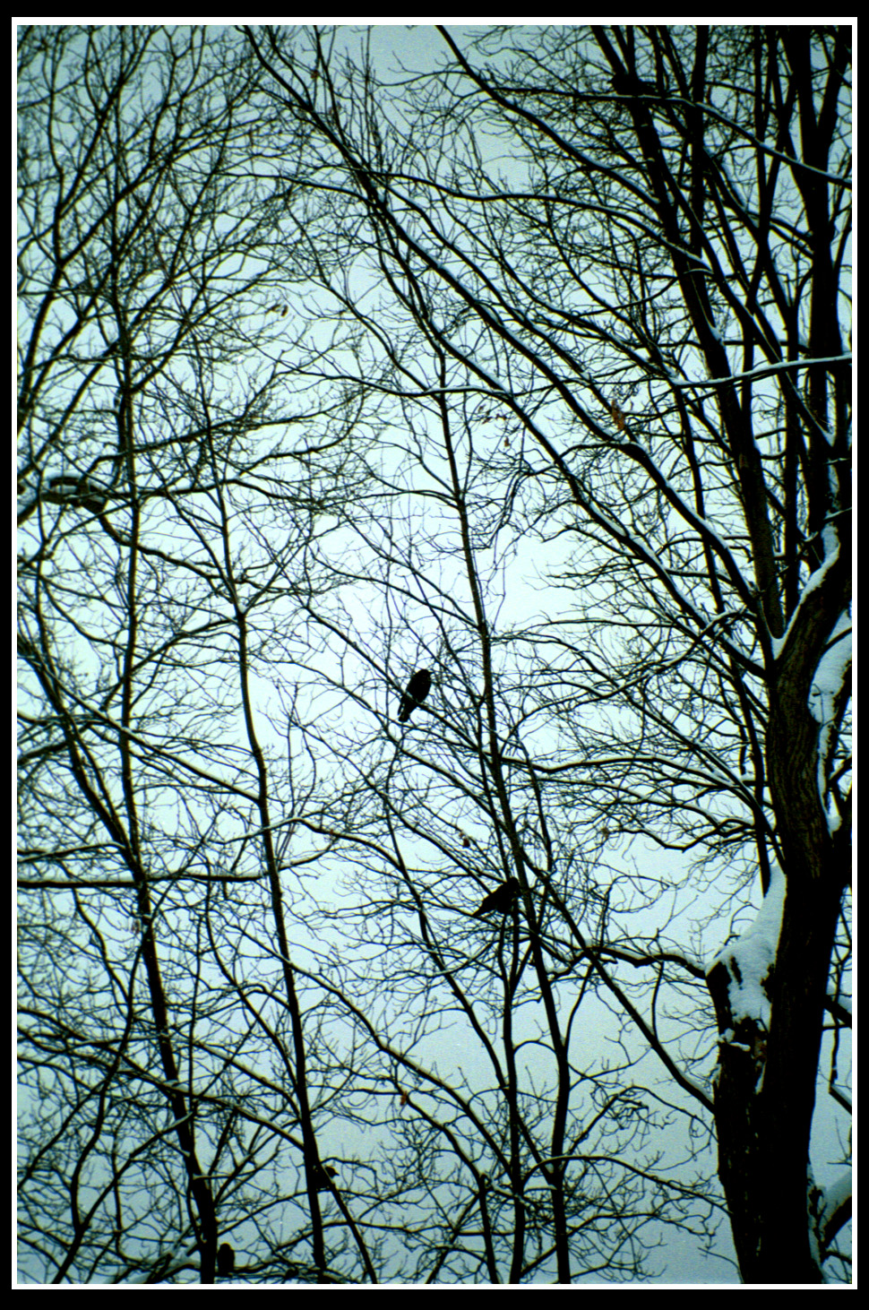 In The Trees, Around a Grave