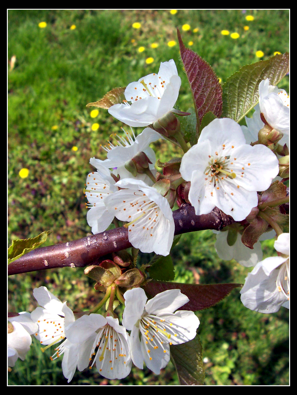 Sakura