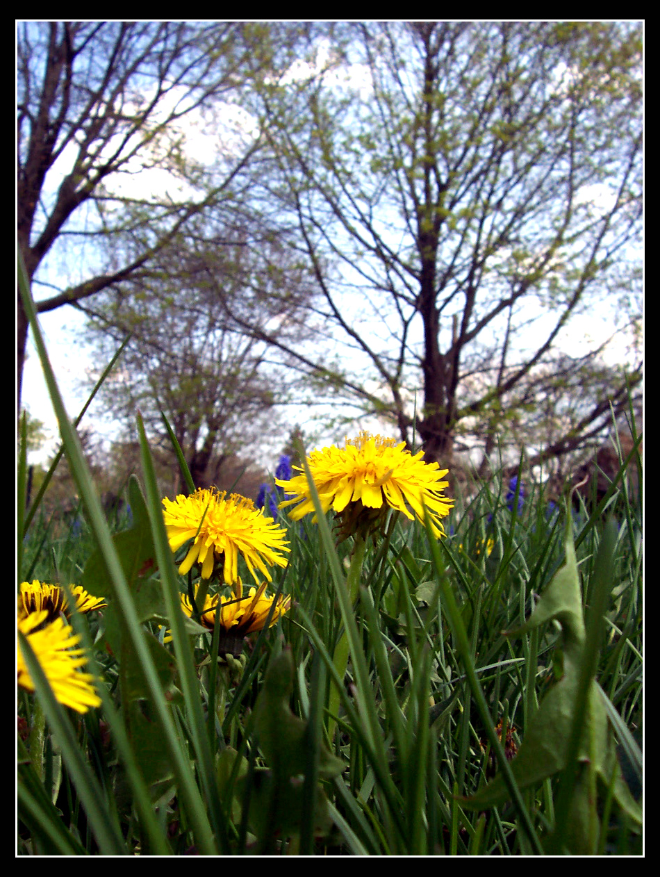 Dandelions