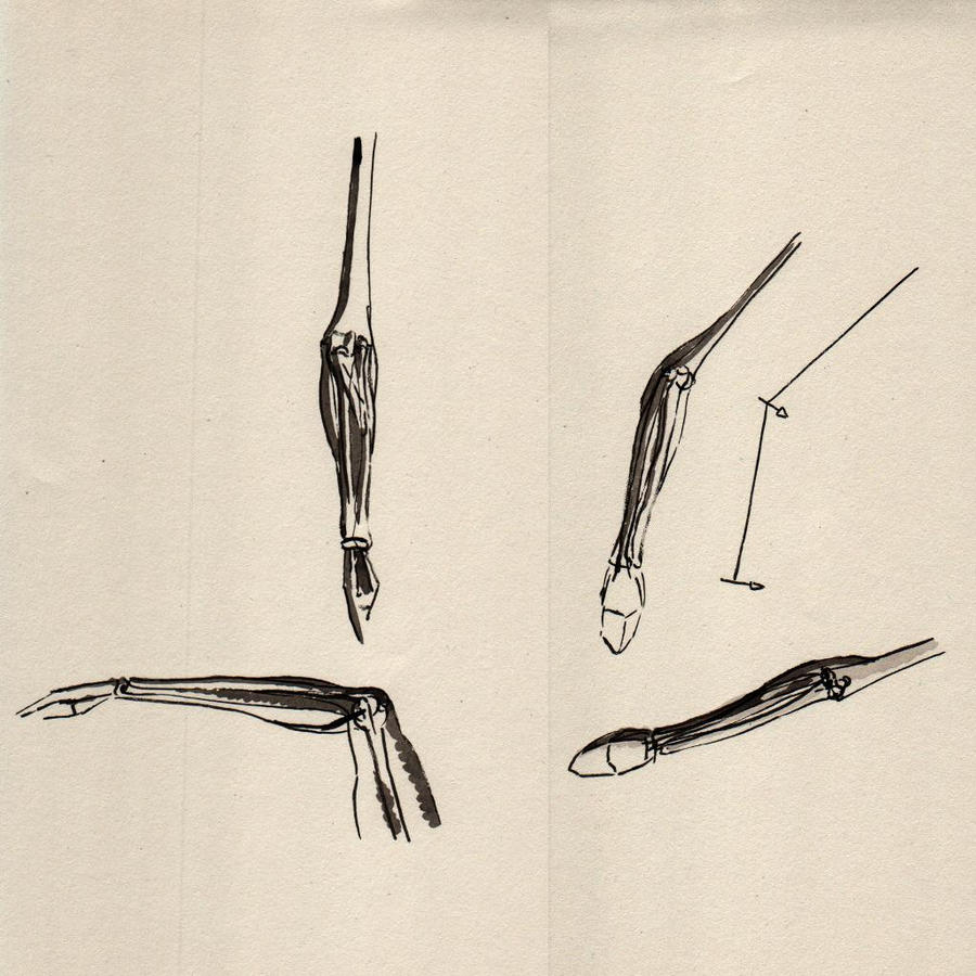 Forearm Anatomy Sketch 1 by talwacht on DeviantArt