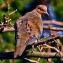 Mourning dove