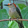 red bellied woodpecker