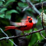 Cardinal feeds fledgling