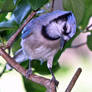 Portrait of a young jay