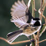 Chickadee wings