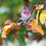 house finch in tulip tree