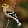 November finch