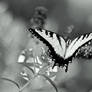 Swallowtail in Selenium