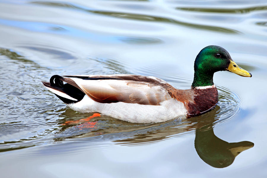 The Young Mallard