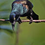 Curious Grackle