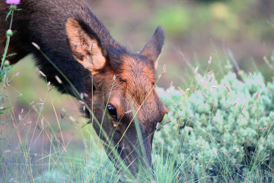 Lady Elk