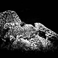 Cheetah Love