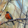 Winter Robin