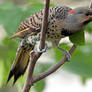 Woodpecker of the Year